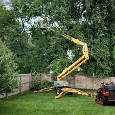 Best Tree Preservation Services  in Bonita, CA
