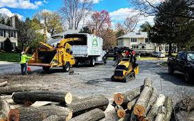 Best Lawn Disease Treatment  in Bonita, CA