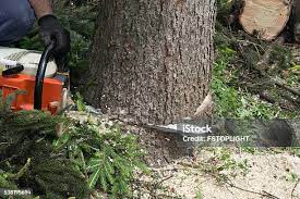 Tree and Shrub Care in Bonita, CA
