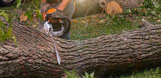  Bonita, CA Tree Care Pros