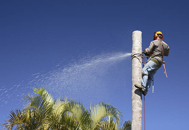 Professional Tree Care in Bonita, CA