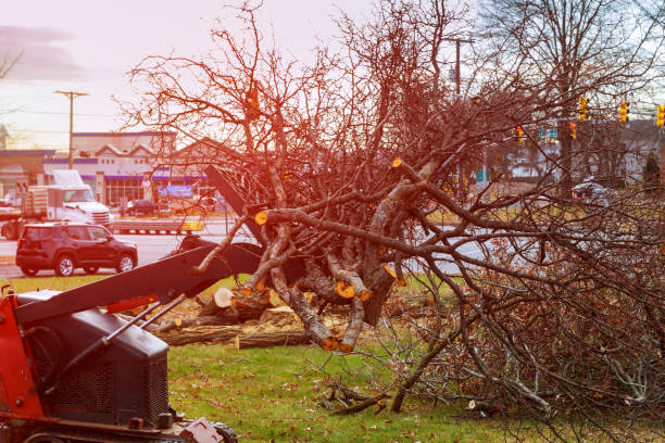 How Our Tree Care Process Works  in  Bonita, CA