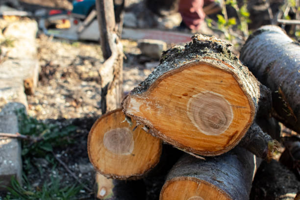 Best Tree Disease Treatment  in Bonita, CA