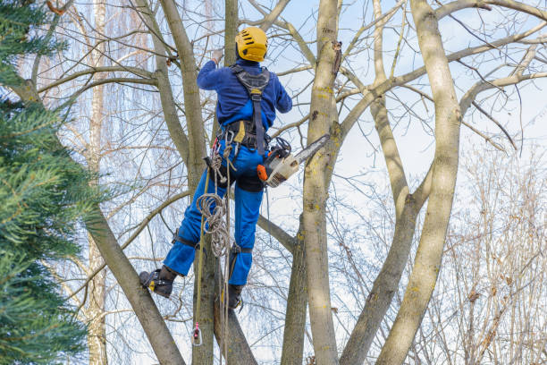 Best Weed Control  in Bonita, CA