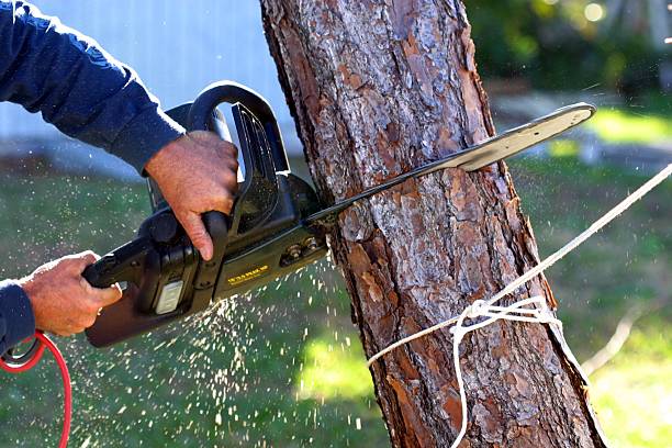 Best Lawn Maintenance Plans  in Bonita, CA