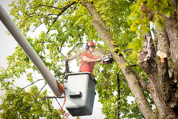 Best Fruit Tree Pruning  in Bonita, CA