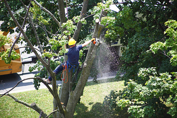 Best Root Management and Removal  in Bonita, CA