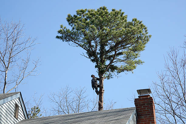 Best Tree Risk Assessment  in Bonita, CA