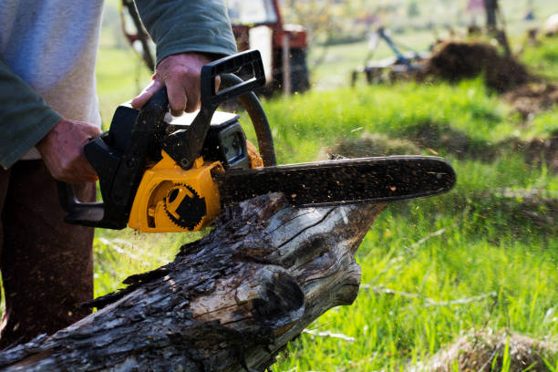 Best Soil Testing and Treatment  in Bonita, CA