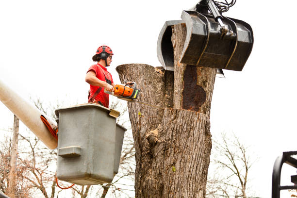Best Firewood Processing and Delivery  in Bonita, CA